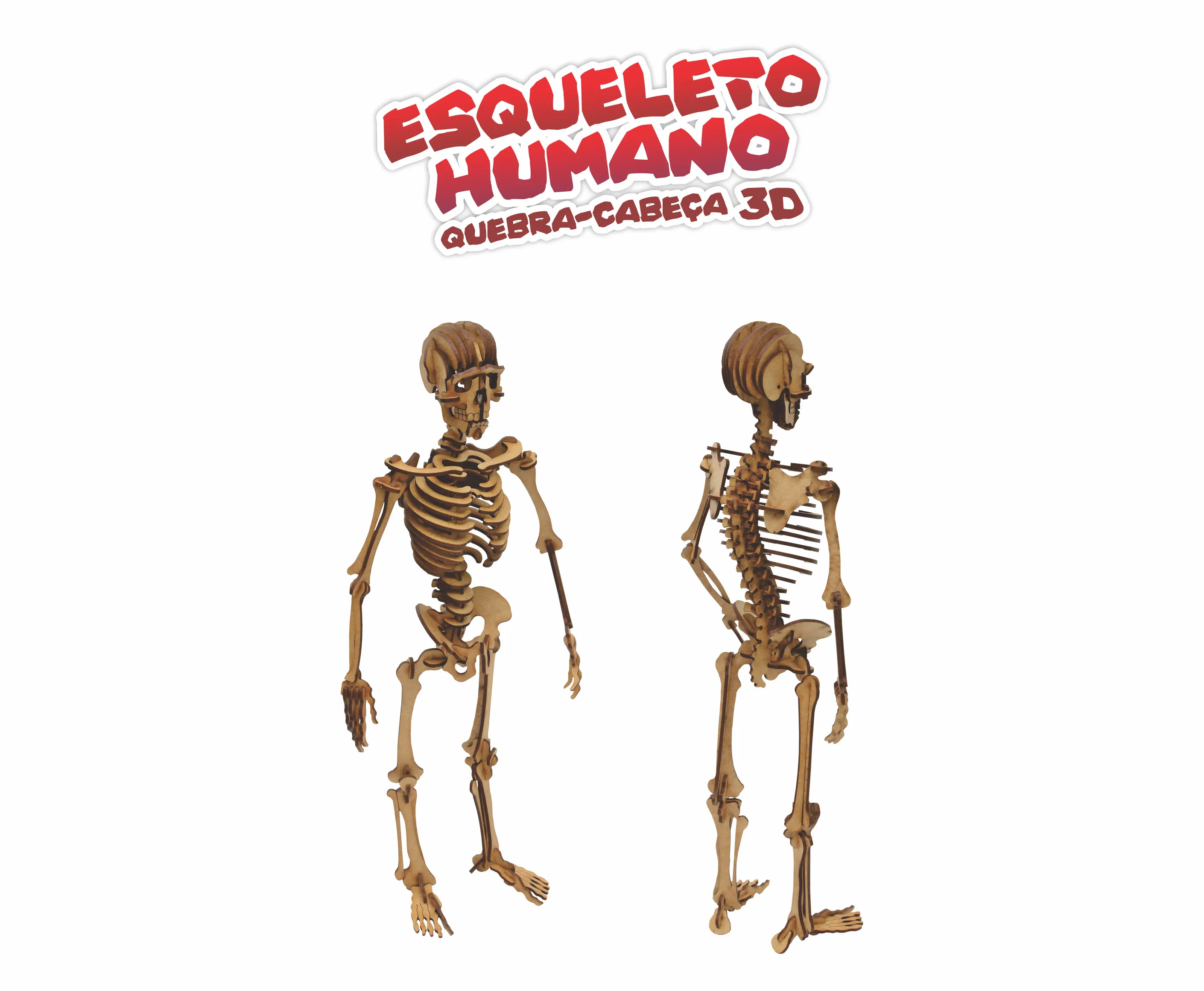 Esqueleto Humano - Quebra-Cabeça 3D