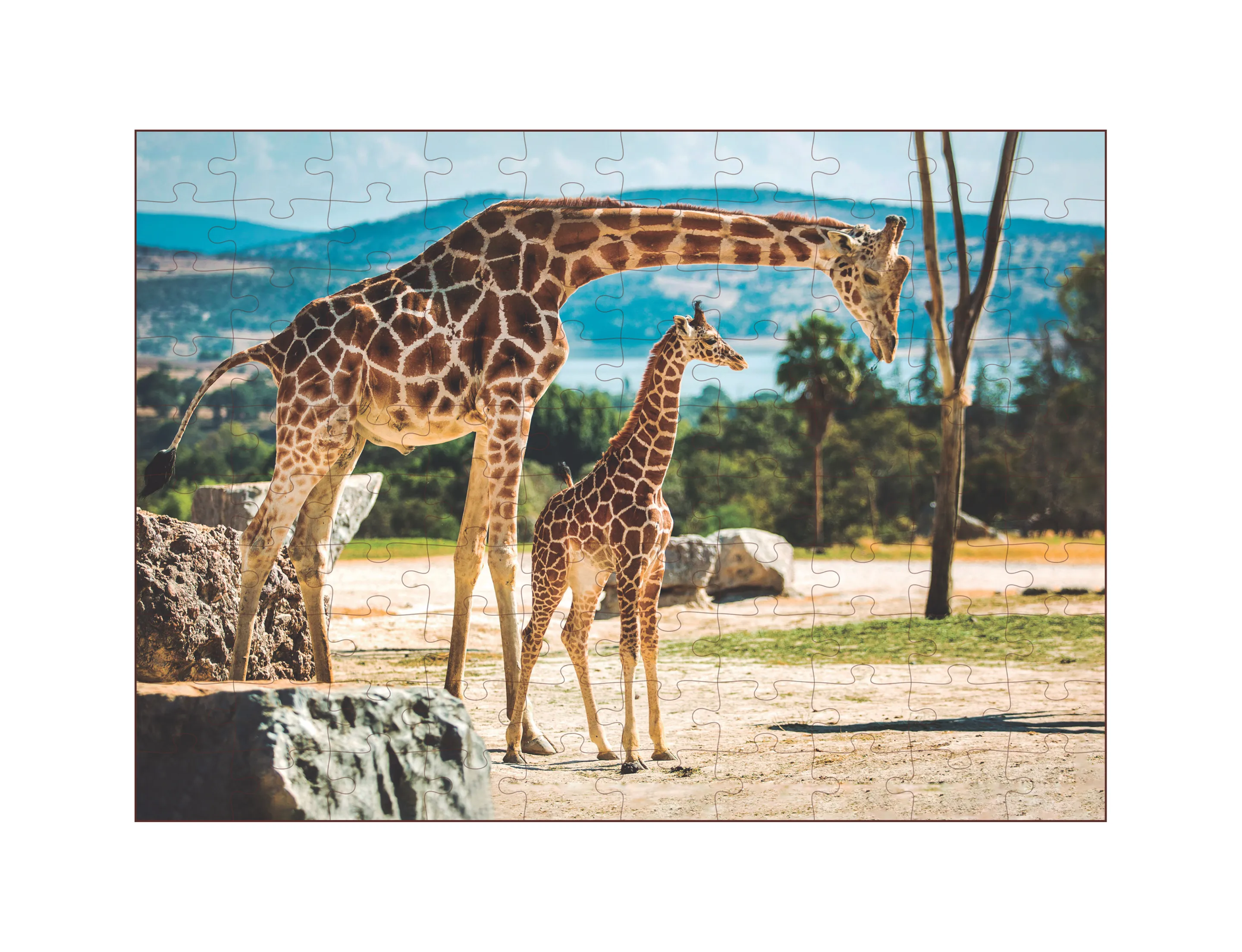 Quebra-Cabeça 100 peças - Animais da Savana - Girafa