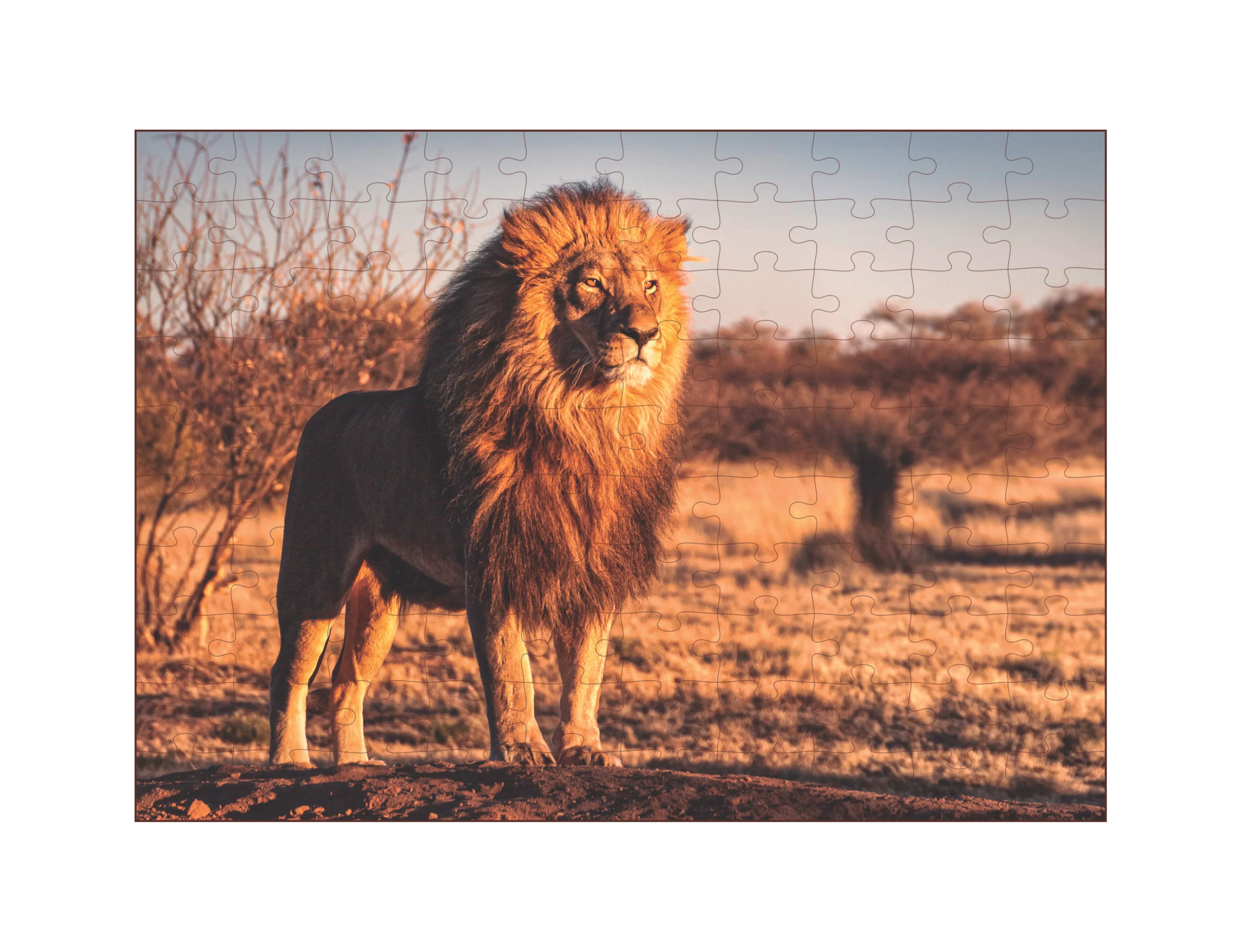 Quebra-Cabeça 100 peças - Animais da Savana - Leão